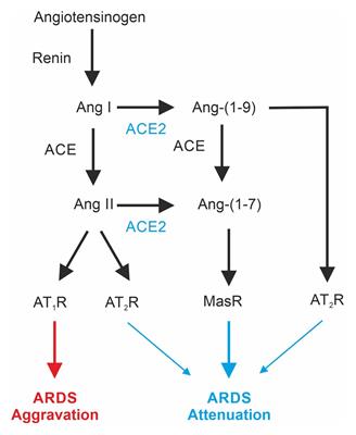 A Potential Role of the Renin-Angiotensin-System for Disturbances of Respiratory Chemosensitivity in Acute Respiratory Distress Syndrome and Severe Acute Respiratory Syndrome